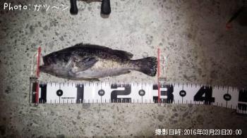 クロソイ-2016-3-23&nbsp;20:0