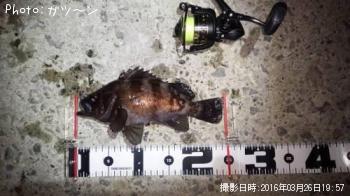 メバル-2016-3-26&nbsp;19:57