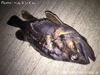 クロソイ-2016-3-31 22:30
