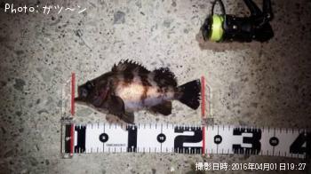 メバル-2016-4-1&nbsp;19:27