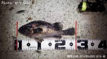 クロソイ-2016-4-1&nbsp;19:48