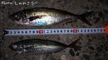 アジ-2016-4-5 20:56