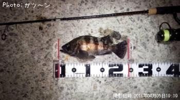 メバル-2016-4-5&nbsp;19:19