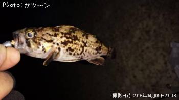 クロソイ-2016-4-5&nbsp;20:18