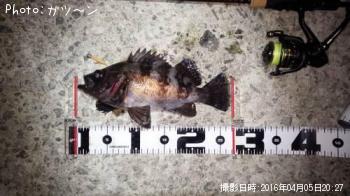 メバル-2016-4-5&nbsp;20:27