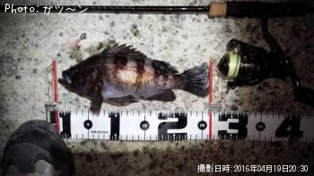 メバル-2016-4-19&nbsp;20:30