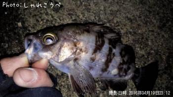 メバル-2016-4-19 23:12