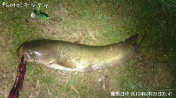 ナマズ-2016-4-20 20:41