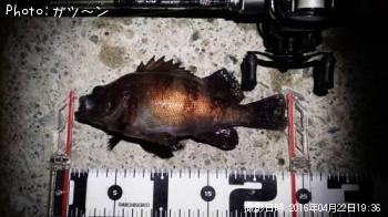 メバル-2016-4-22&nbsp;19:36