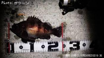 メバル-2016-4-23&nbsp;19:36