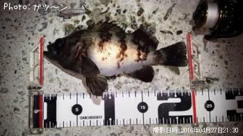 メバル-2016-4-27&nbsp;21:30