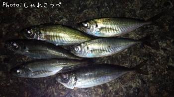 アジ-2016-5-3 21:28