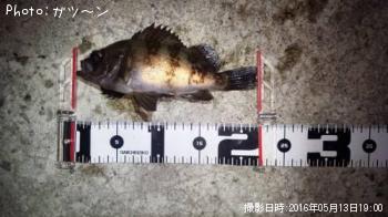 メバル-2016-5-13&nbsp;19:0