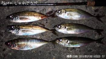 アジ-2016-5-14 20:57
