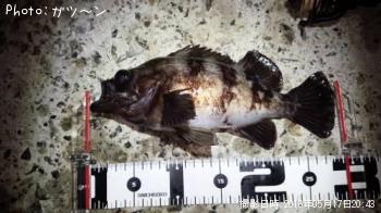 メバル-2016-5-17&nbsp;20:43