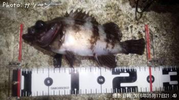 メバル-2016-5-17&nbsp;21:49