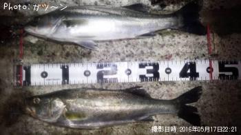 シーバス-2016-5-17&nbsp;22:21