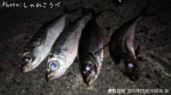 アジ-2016-5-18 19:38