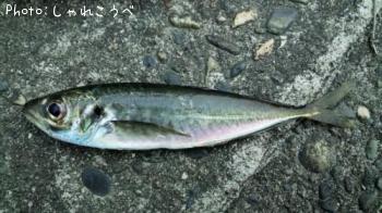 アジ-2016-5-20 19:5