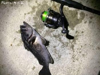 クロソイ-2016-5-22 2:29
