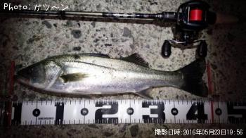 シーバス-2016-5-23&nbsp;19:56