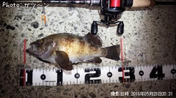 メバル-2016-5-23&nbsp;20:31