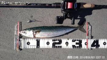 サバ-2016-6-1&nbsp;7:1