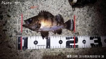 メバル-2016-6-3&nbsp;19:38