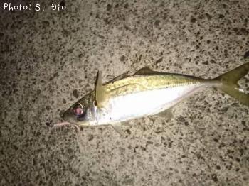 アジ-2016-6-6&nbsp;20:7