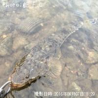マゴチ-2016-6-7 18:29
