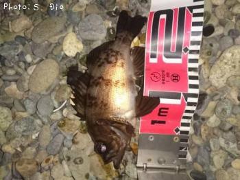 メバル-2016-6-10&nbsp;22:48