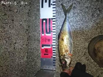 アジ-2016-6-11&nbsp;22:8