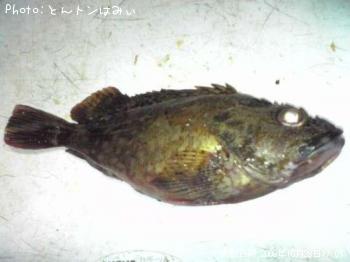 カサゴ-2009-10-28 17:1