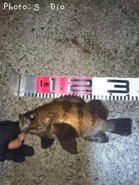 メバル-2016-6-18&nbsp;0:17