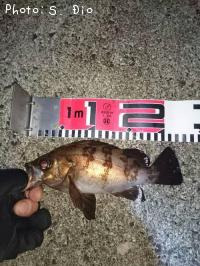 メバル-2016-6-18&nbsp;0:27