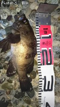 メバル-2016-6-22&nbsp;0:49