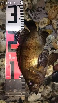 メバル-2016-6-26&nbsp;2:12