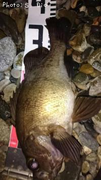 メバル-2016-6-26&nbsp;2:16