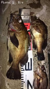 メバル-2016-6-26&nbsp;2:35