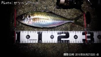 アジ-2016-6-27 20:43
