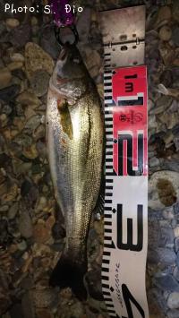 シーバス-2016-7-2&nbsp;4:9