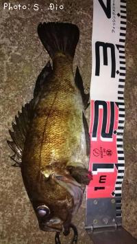 メバル-2016-7-3&nbsp;1:48