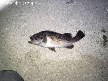 クロソイ-2016-7-4 21:15