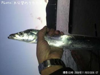 太刀魚-2009-11-3 6:7