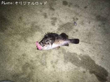 クロソイ-2016-7-20 22:33