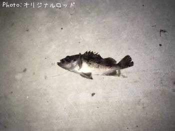 クロソイ-2016-7-22 22:21