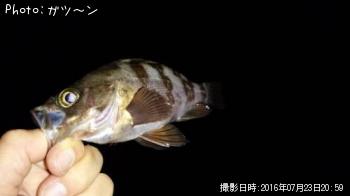 メバル-2016-7-23 20:59