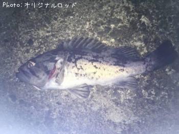 クロソイ-2016-8-2 22:23