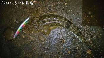 マゴチ-2016-8-16 19:54