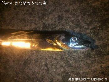 太刀魚-2009-11-9 5:47